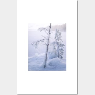 Frozen trees and fog Posters and Art